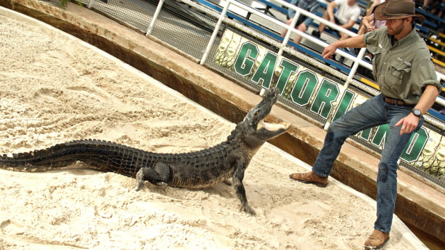 ZIP LINE W GATORLANDZIE - Orlando | Secret World Trip Planner
