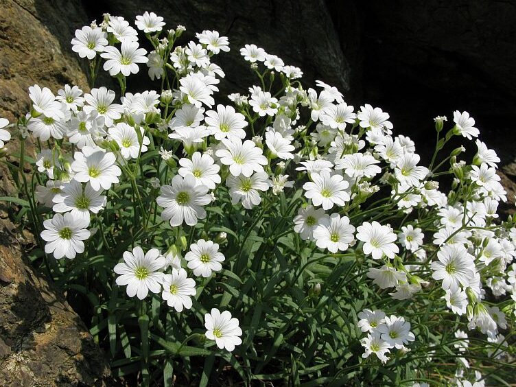 Voltri的Peverina（Cerastium utriense）是一种小型和罕见的草本植物，它是 - Varazze | Secret World Trip Planner
