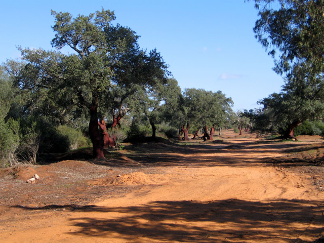 Sint-Pietersbos - Bosco di Santo Pietro | Secret World Trip Planner