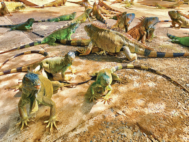 Iguana boerderij - French Cay | Secret World Trip Planner