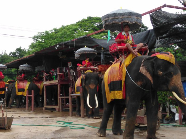Kraal słoni w Ayutthaya - Suan Plik | Secret World Trip Planner