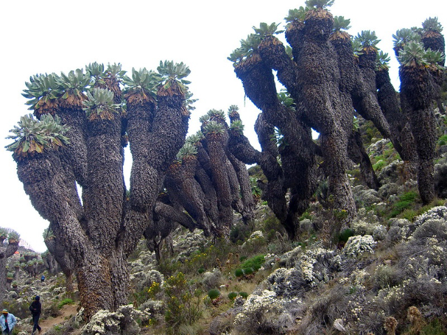 Os gigantes do Kilimanjaro - Mount Kenya National Park | Secret World Trip Planner
