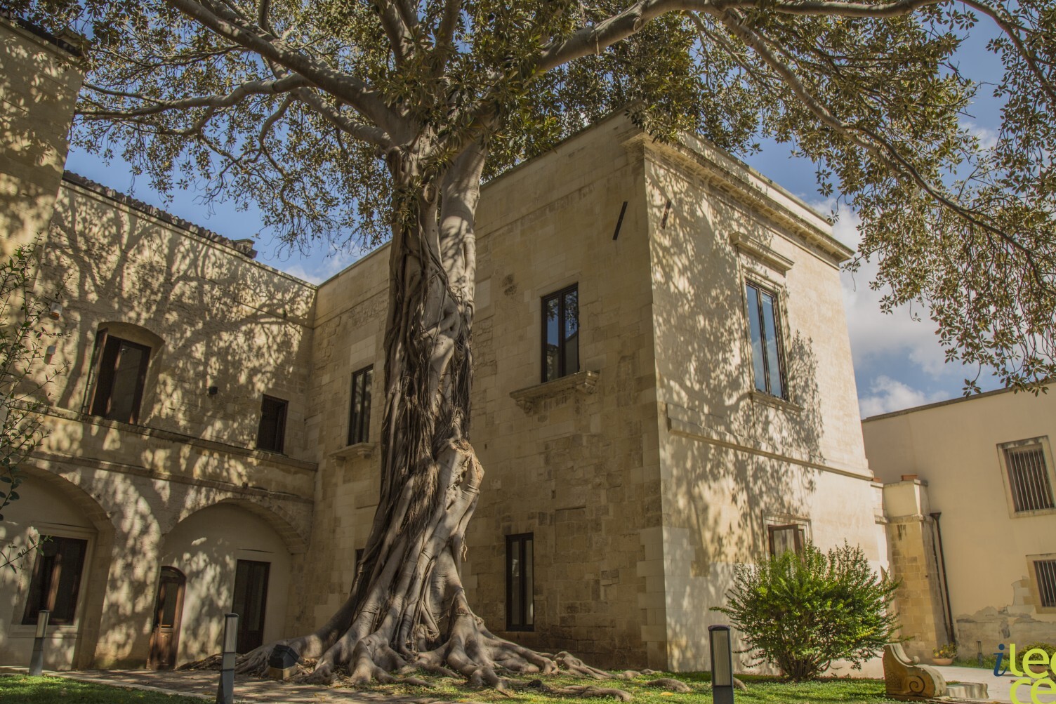 Lecce ed il ficus gigante — Lecce