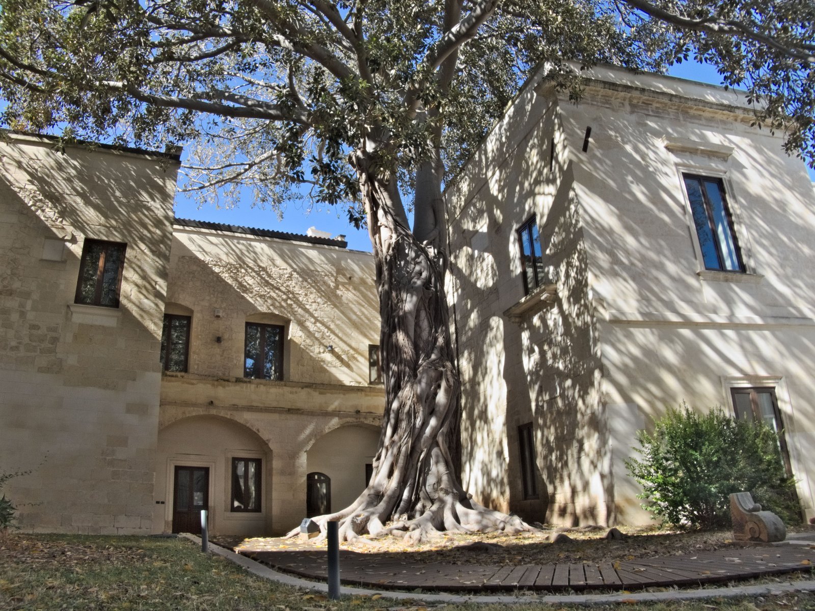 Lecce ed il ficus gigante - Lecce | Secret World Trip Planner