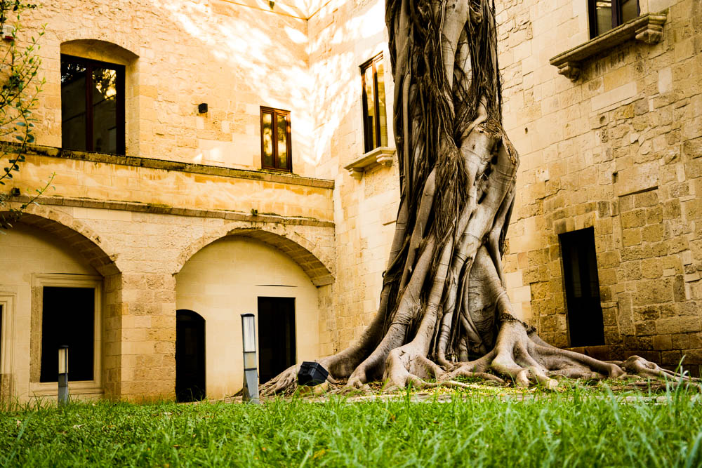 Lecce ed il ficus gigante - Lecce | Secret World Trip Planner