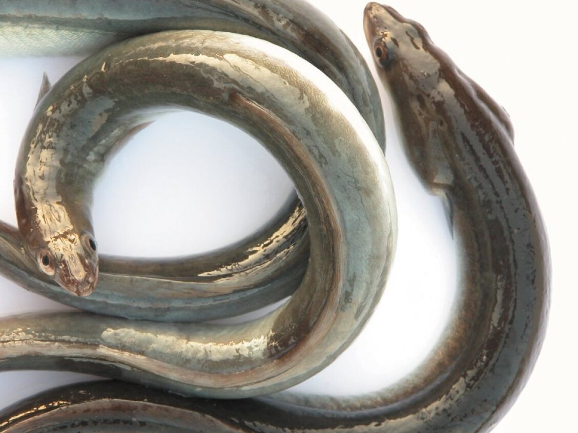 The Eels of the Comacchio Valleys - Valli Di | Secret World Trip Planner