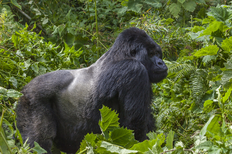 Parque Nacional de Virunga - Bulambo | Secret World Trip Planner