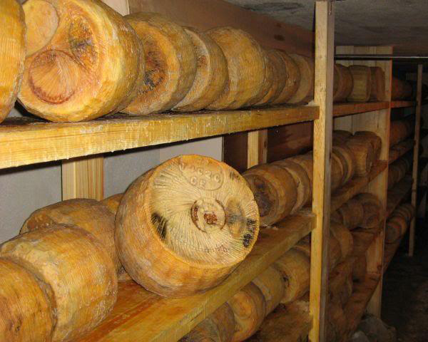 Canestrato Pugliese - Altamura | Secret World Trip Planner