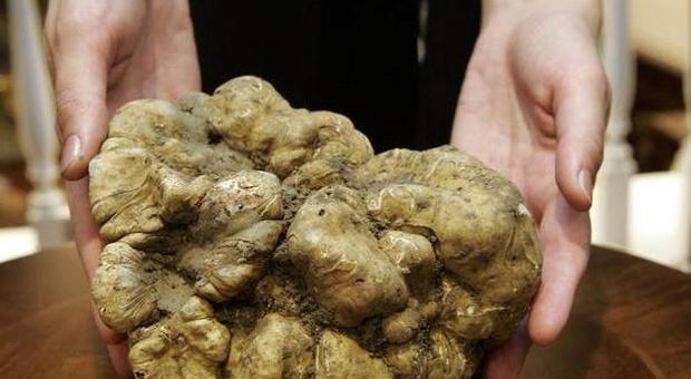 Witte truffel van Ceppaloni - Ceppaloni | Secret World Trip Planner