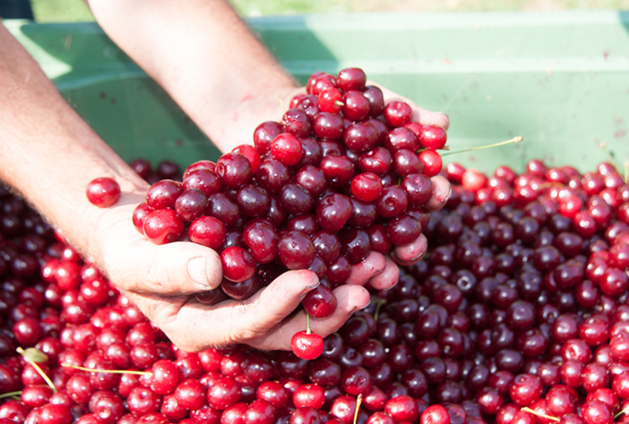 Jam of Amarene Brusche di Modena IGP - Modena | Secret World Trip Planner