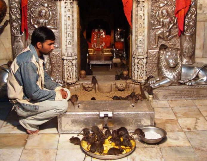 Templo Karni Mata - Bikaner | Secret World Trip Planner