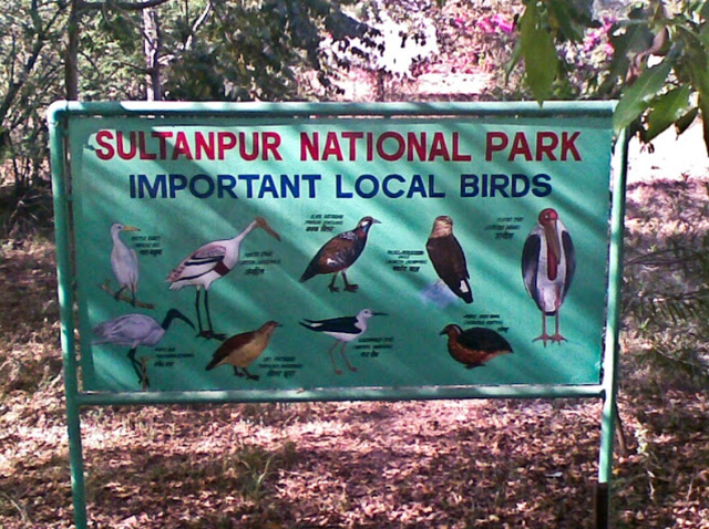 Sultanpur Bird Sanctuary - Gurugram | Secret World Trip Planner