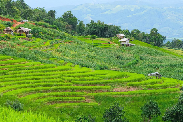 Pa Pong Pieng Rijstterrassen — Tambon Chang Khoeng