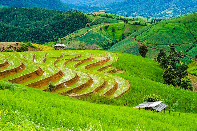 Pa Pong Pieng Rijstterrassen - Tambon Chang Khoeng | Secret World Trip Planner